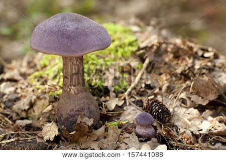 purple mushroom (Cortinarius violaceus) in dry leaf