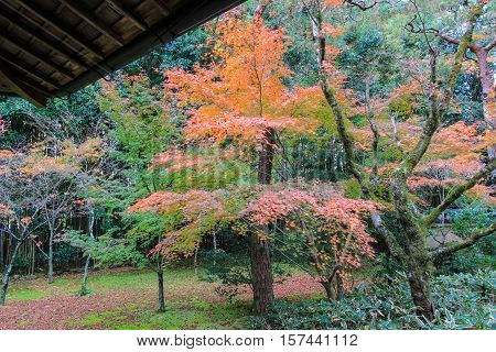 Kotoin Temple in autumn (Norther Kyoto, Japan)