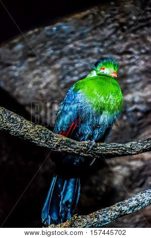 Parrot Tropical Bird