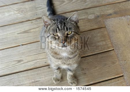 gato olhando para cima
