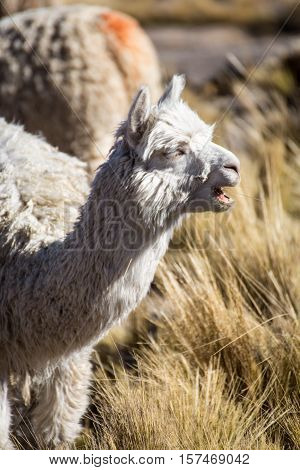 Herd of alpacas at Andes of Peru, en route to Puno