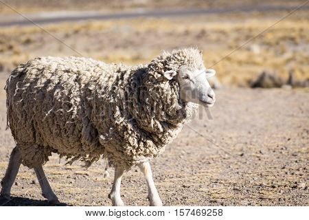 Sheep from the Andes of Peru, en route to Puno