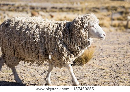 Sheep from the Andes of Peru, en route to Puno