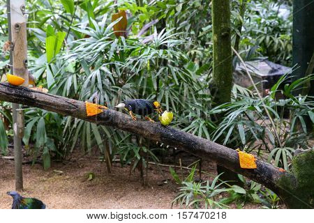 Exotic bird sitting on a tree in a forest.