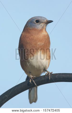 Male Eastern Bluebird (Sialia sialis) in a perch with a blue background