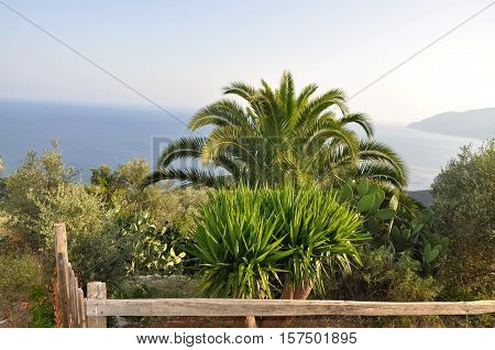 Palm tree and other flora in Greece mediterranean flora.