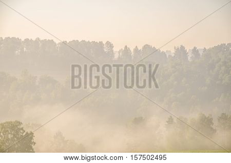 thick fog covered with thick coniferous forest. forest with a bird's eye view . coniferous trees, thickets of green forest. fog covered with thick coniferous forest.