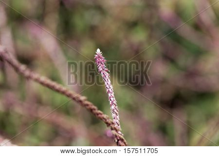 Flowers of Achyranthes aspera a medical plant in the tropical world.