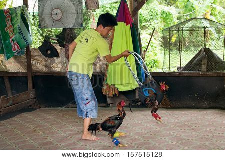 BANGKOK, THAILAND, OCTOBER 03, 2016 : A man is developing the aggressiveness of a fighting rooster by making another one turning around in a cage in the district of Talat Phlu, Bangkok, Thailand