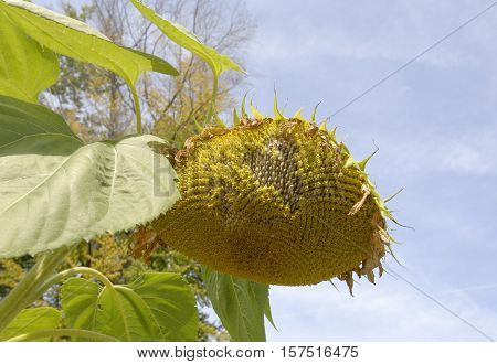 North America sunflower (Helianthus annuus) tall perennial plant that grows to heights of 120 inches or more