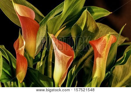 Zantedeschia aethiopica calla lily It is a rhizomatous herbaceous perennial plant evergreen where rainfall and temperatures are adequate