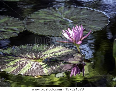 Nymphaeaceae is a family of flowering plants. Members of this family are commonly called water lilies and live as rhizomatous aquatic herbs in temperate and tropical climates around the world.