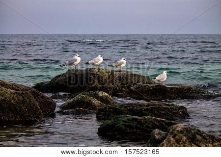Common gulls sittiing on rocks with blue sky above