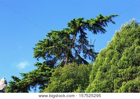 Tops of the sub-tropical trees on the sky background