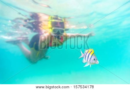 selective focus to the fish : Skin diving or snokerling at shallow of beach distrub the sea life