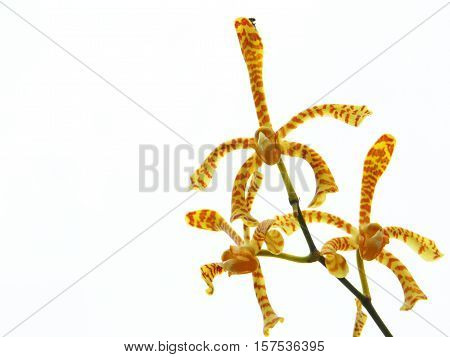 Beautiful orchid is a friend that good in view