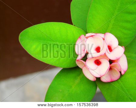 Euphorbia serves as ornamental plants, medicines and weeds.