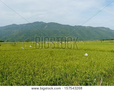Views of rice fields from Aceh Besar