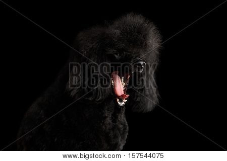 Close-up Portrait of Yawn Black poodle dog on isolated black background