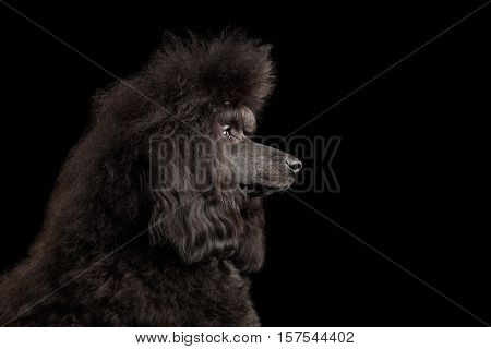 Close-up Portrait of hairstyle Black poodle dog in profile on isolated black background