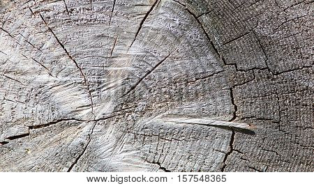 Background texture of an old tree cut open