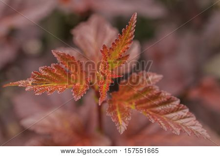 Leaflets plants close-up on a light background.