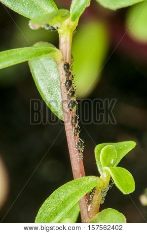 water fleas lined up on the stalk bough
