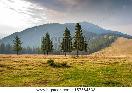 Spruce trees on the pasture high up in the Carpathian mountains in early fall