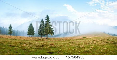 Spruce trees on the pasture high up in the Carpathian mountains. Hills covered with clouds