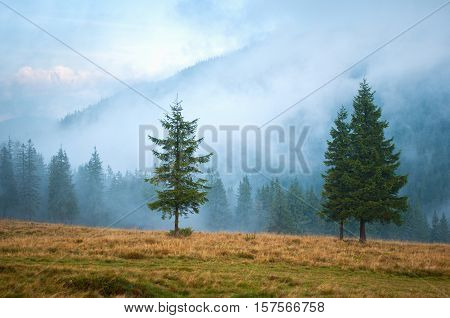 Three spruce trees on a pasture high up in the Carpathian mountains early in the morning covered with clouds and mist