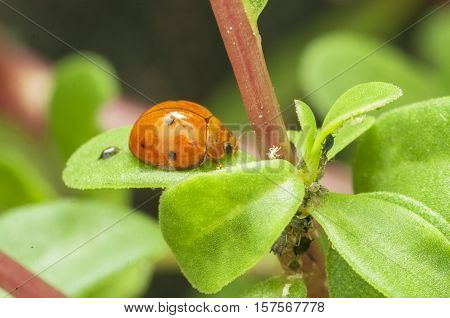 orange ladybug was resting on a leaf
