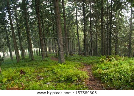 Hiking trail in the pine forest in autumn