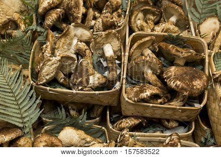Matsutake mushroom