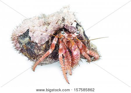 Hermit crab, Dardanus arrosor, Kemer, Antalya Region, Mediterranean Sea, Turkey, isolated on white background.