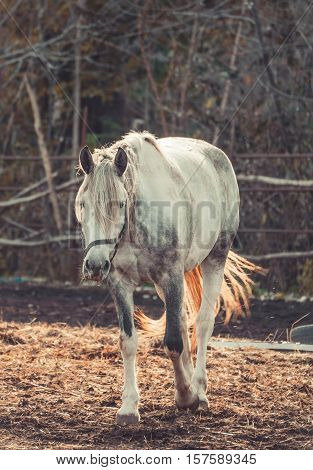Beautiful white horse in the walking open-air cage, nice sunny day. Horse walks on a pasture.