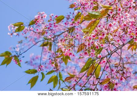 Sakura flowers blooming blossom in PhuLomLo Loei Province Thailand