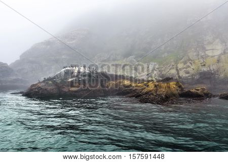 Majestic sea and flocks of birds sitting on rocks in heavy fog in Northern Norway