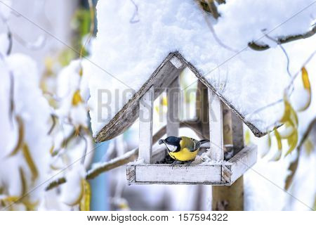 small bird on feedbox close up
