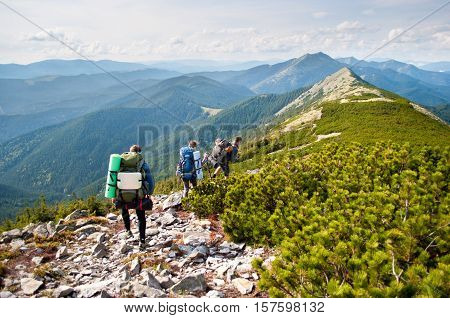 Travelers on the ridge in the Carpathian mountains walking through creeping pine and stones
