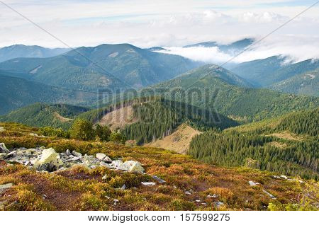 Beautiful landscape of the Carpathian mountains in autumn. Day. Hill covered with orange grass pine forest and fluffy white clouds. Traces of deforestation