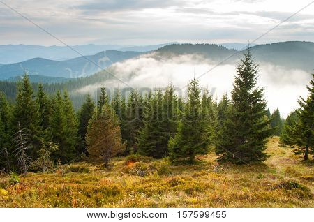 Spruce trees in the Carpathian mountains in autumn. Low white clouds below the mountain tops