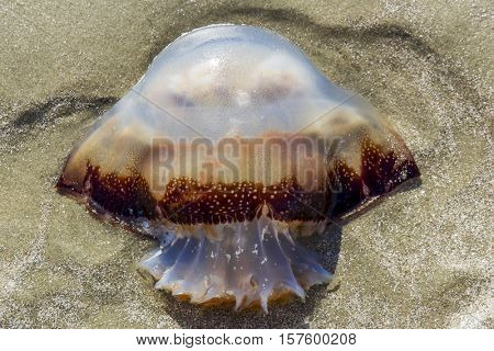 A jellyfish sits on a beach