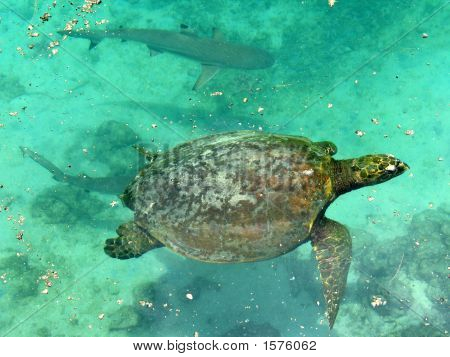 Tortugas nadar con tiburones