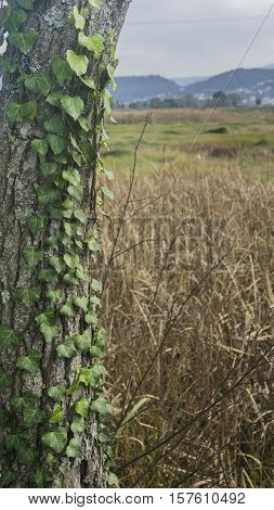 Macro From Ivy On A Tree In Autunm