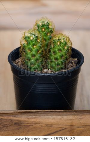 The cactus in pot on wooden box