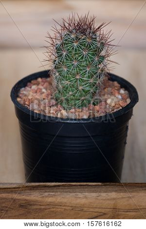 The cactus in pot on wooden box