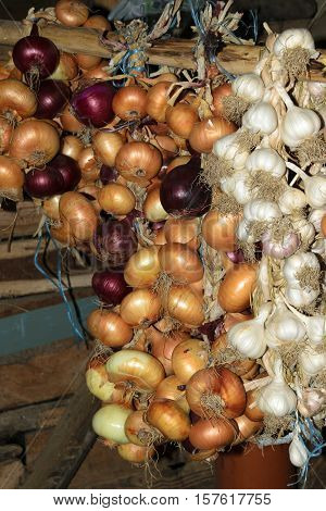 Hanging crop of red and yellow onion and white garlic