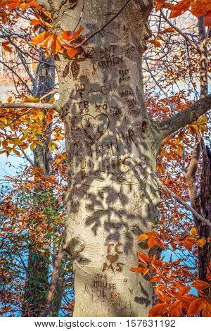 Initials carved in a tree trunk of this Autumn scene in Smithville Park in New Jersey.
