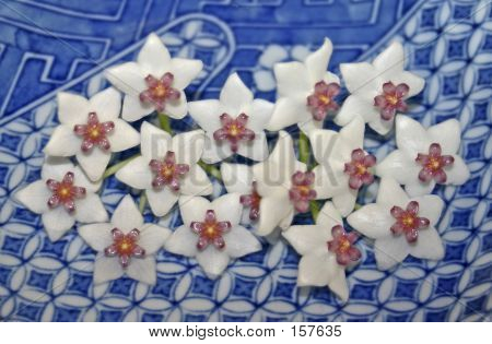 Hoya blomster