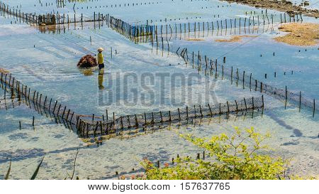 People collect seaweed plantations algal - Nusa Penida, Bali, Indonesia.